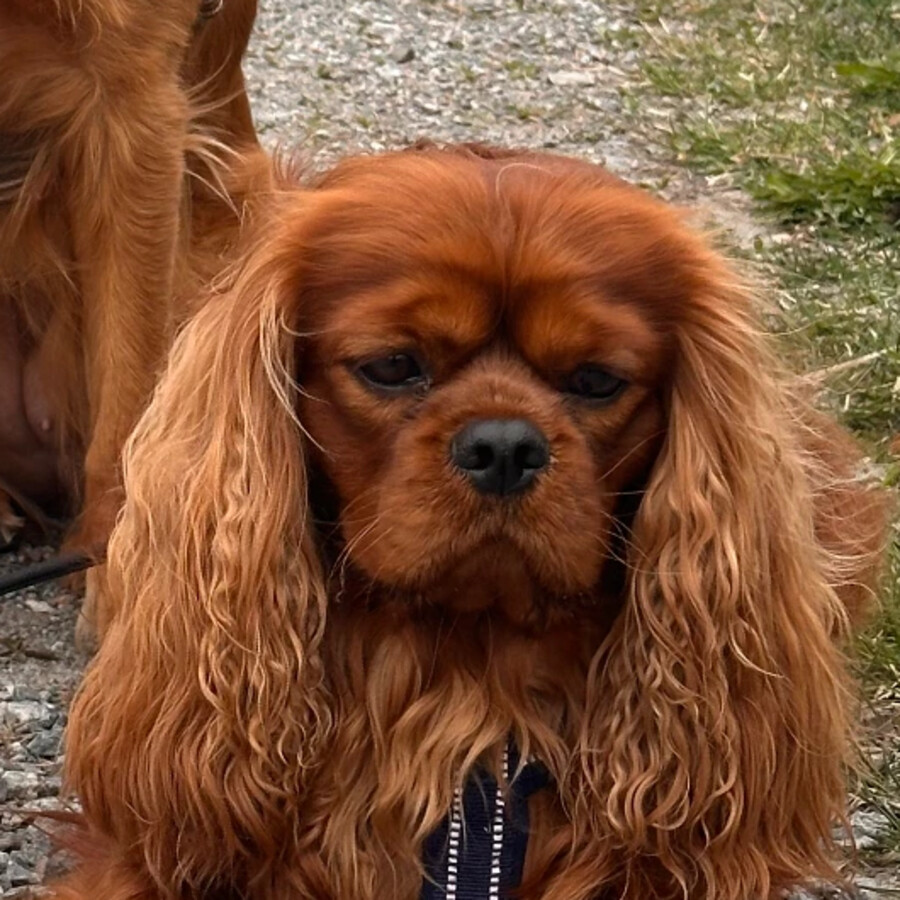 Peanut Butter, Cavalier King Charles