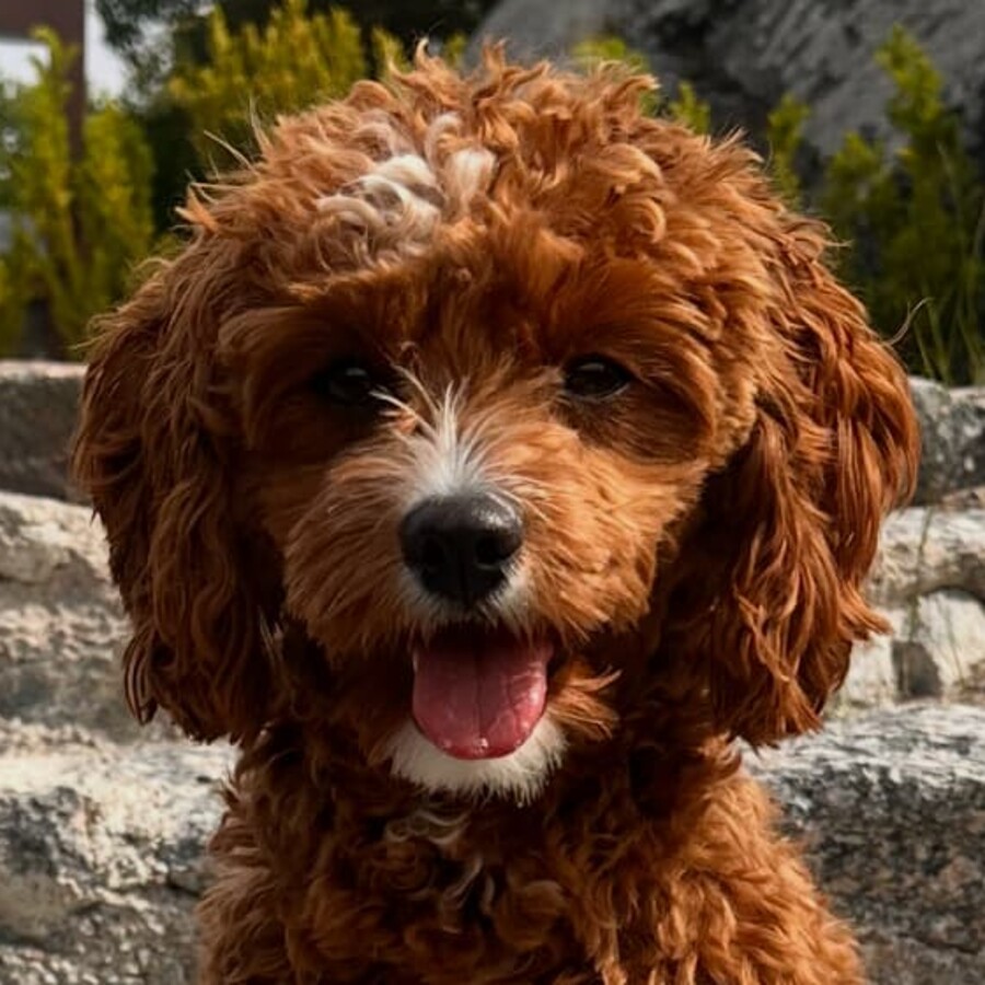 Umi, Cavapoo