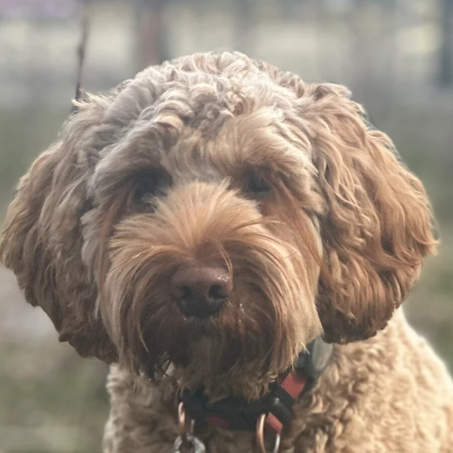 Nalle, Australian Cobberdog
